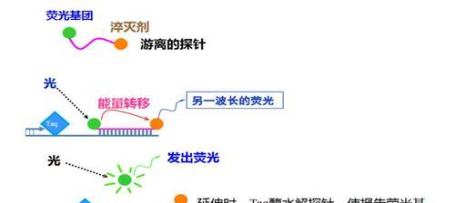 引物设计网站如何使用？常见问题有哪些？